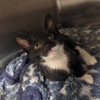 Domestic Short Hair Cats Available for Adoption in Middleburg, Florida - Squints 28497 | PetCurious
