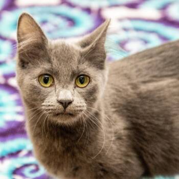 Russian Blue and Domestic Short Hair Cats Available for Adoption - Marguerite | PetCurious