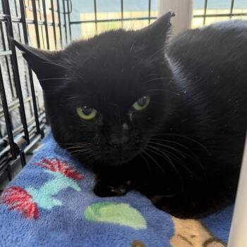 Domestic Short Hair Cats Available for Adoption - Sienna | PetCurious