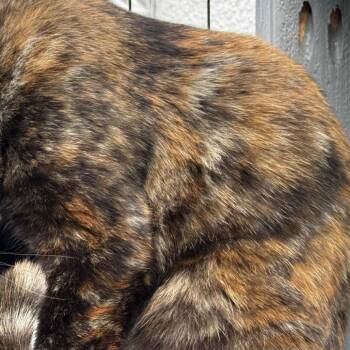 Domestic Short Hair Cats Available for Adoption in Tustin, California - Glinda (aka Witchy) | PetCurious