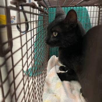 Kelvin -  Domestic Short Hair Cat for Adoption in Des Moines, Iowa - Kelvin | PetCurious