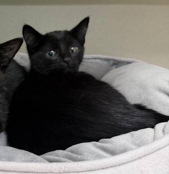 Stefon -  Domestic Short Hair Cat for Adoption in Hudson, New York - Stefon | PetCurious