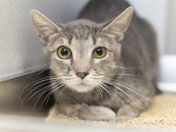 HONEY -  Domestic Short Hair Cat for Adoption in Phoenix, Arizona - HONEY | PetCurious