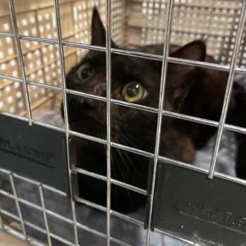 Splinter -  Domestic Short Hair Cat for Adoption in Port Charlotte, Florida - Splinter | PetCurious