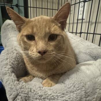 Domestic Short Hair Cats Available for Adoption in Madison, Wisconsin - Owen | PetCurious
