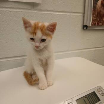 Snorkle -  Domestic Short Hair Cat for Adoption in Chattanooga, Tennessee - Snorkle | PetCurious