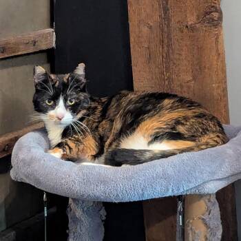 Domestic Short Hair Cats Available for Adoption in Schnecksville, Pennsylvania - AMBER | PetCurious