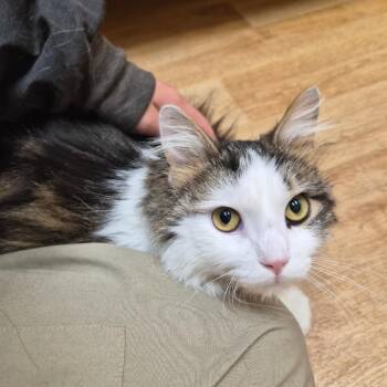 Ambrosia -  Domestic Medium Hair Cat Available for Adoption in Woodstock, Illinois - Ambrosia | PetCurious