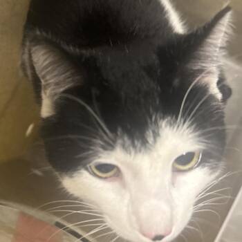 Domestic Short Hair Cats Available for Adoption - Tobar | PetCurious