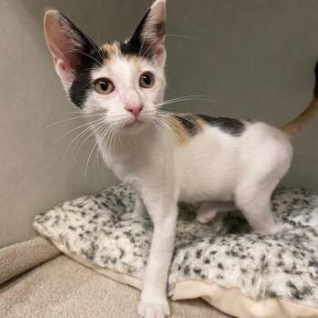 Violet -  Domestic Short Hair Cat for Adoption in Dayton, Ohio - Violet | PetCurious