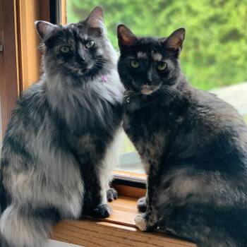 Mochi and Maki Courtesy Listed -  Domestic Medium Hair Cat Available for Adoption in Midland, Michigan - Mochi And Maki Courtesy Listed | PetCurious
