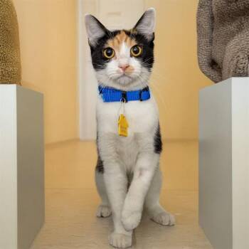 Domestic Short Hair Cats Available for Adoption - CABASA | PetCurious