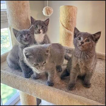 Slate -  Domestic Short Hair Cat for Adoption in Roswell, Georgia - Slate | PetCurious
