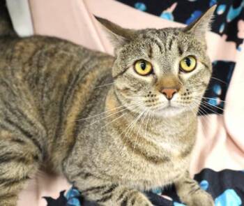 Kiwi -  Domestic Short Hair Cat for Adoption in Thief River Falls, Minnesota - Kiwi | PetCurious