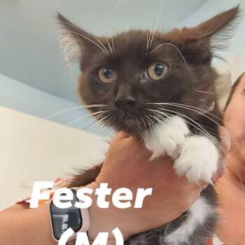 "Addams Family" Boy Kittens -  Domestic Medium Hair Cat for Adoption in Weaverville, California - "Addams Family" Boy Kittens | PetCurious