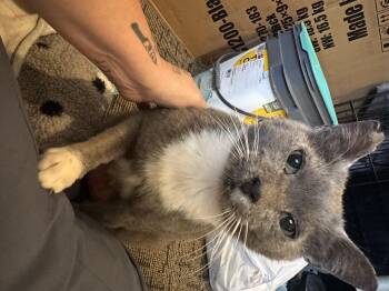 Mr Grey -  Russian Blue and Tuxedo Cat for Adoption in Lucas, Texas - Mr Grey | PetCurious