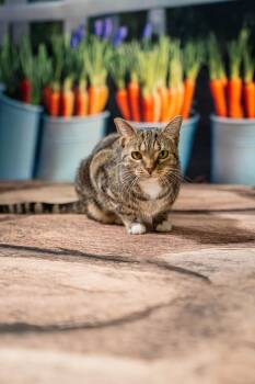 Domestic Short Hair Cats Available for Adoption - Maxine | PetCurious