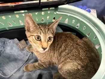 A1271541 -  Domestic Short Hair Cat for Adoption in Charlotte, North Carolina - A1271541 | PetCurious