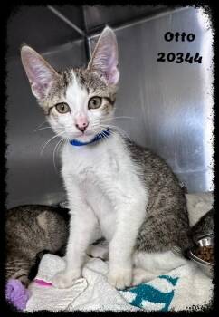 OTTO see also FIFI -  Domestic Short Hair and Tabby Cat for Adoption in Marietta, Georgia - OTTO See Also FIFI | PetCurious