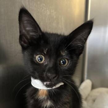 Sabrina -  Domestic Short Hair Cat for Adoption in Ojai, California - Sabrina | PetCurious