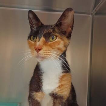 Alice -  Domestic Short Hair and Mixed Breed Cat for Adoption in Galveston, Texas - Alice | PetCurious
