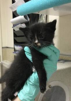 OREO -  Domestic Long Hair Cat for Adoption in Riverside, California - OREO | PetCurious