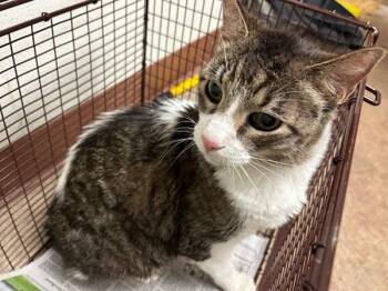 Shark -  Domestic Short Hair Cat for Adoption in Austin, Texas - Shark | PetCurious