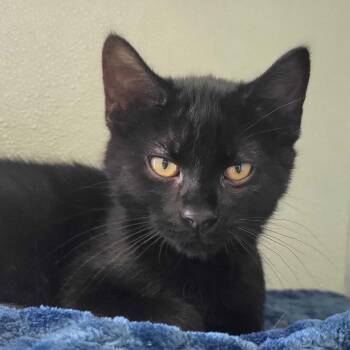 Daeron -  Domestic Short Hair Cat for Adoption in Chattanooga, Tennessee - Daeron | PetCurious