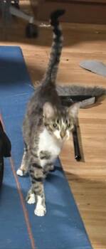 KATHLEEN -  Domestic Short Hair Cat for Adoption in Minneapolis, Minnesota - KATHLEEN | PetCurious