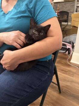 Blinx (available for pre-adoption) -  Domestic Short Hair Cat Available for Adoption in Camden, South Carolina - Blinx (available For Pre-adoption) | PetCurious