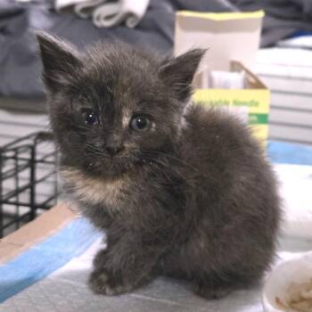 Skye -  Domestic Short Hair Cat for Adoption in Brownsboro, Alabama - Skye | PetCurious