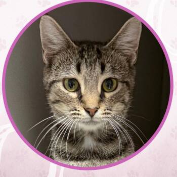 Chewy Yogurt -  Domestic Short Hair Cat for Adoption in Toms River, New Jersey - Chewy Yogurt | PetCurious