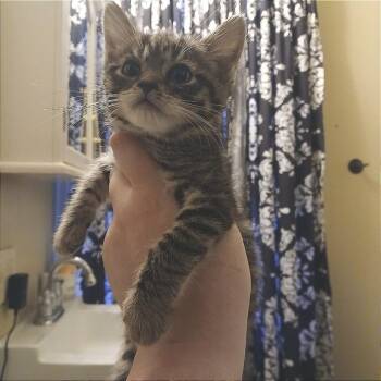 Riot -  Domestic Short Hair Cat for Adoption in Winchester, Virginia - Riot | PetCurious