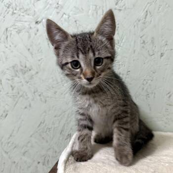 Marshmallow 2 -  Domestic Short Hair Cat for Adoption in Cumming, Georgia - Marshmallow 2 | PetCurious