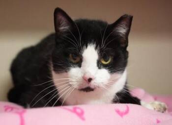 Baby Cat -  Domestic Short Hair Cat for Adoption in Bowling Green, Kentucky - Baby Cat | PetCurious