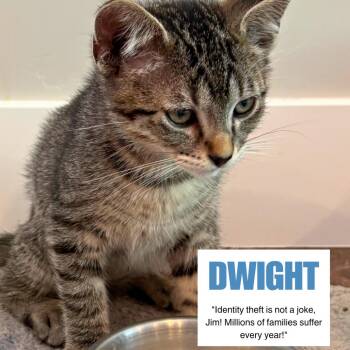 Dwight Swenson -  Domestic Short Hair Cat for Adoption in Eagle Mountain, Utah - Dwight Swenson | PetCurious