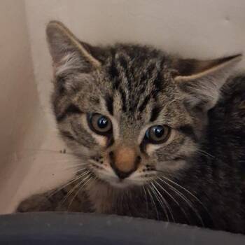 Prickly Pear -  Domestic Short Hair Cat for Adoption in Ridgway, Colorado - Prickly Pear | PetCurious