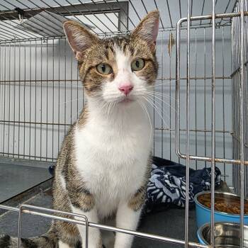 Rescue Domestic Short Hair Cats for Adoption in Duncan, Oklahoma - Penny | PetCurious