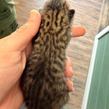 Domestic Short Hair Cats Available for Adoption in Evensville, Tennessee - Myrcella | PetCurious
