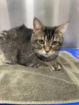 IDA -  Domestic Short Hair Cat Available for Adoption in Hagerstown, Maryland - IDA | PetCurious