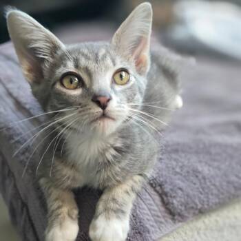 Chewie -  Domestic Short Hair Cat for Adoption in Talent, Oregon - Chewie | PetCurious