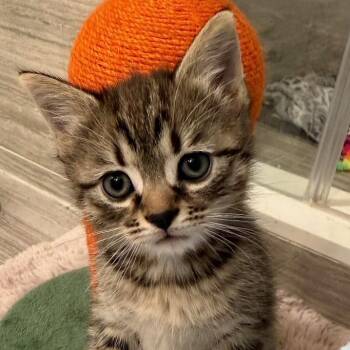Domestic Short Hair Cats Available for Adoption in Houston, Texas - Fett | PetCurious