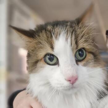 Prince Alexander III -  Domestic Long Hair Cat for Adoption in Claremont, New Hampshire - Prince Alexander III | PetCurious