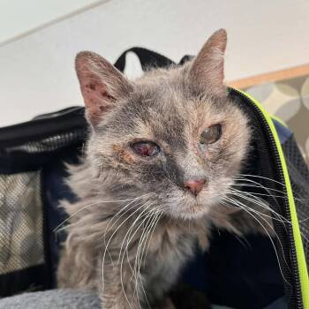 Domestic Short Hair Cats Available for Adoption in Lyndhurst, Virginia - SVAS-Stray-38585 | PetCurious