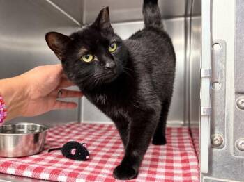 Cloudi -  Domestic Short Hair Cat for Adoption in New York, New York - Cloudi | PetCurious