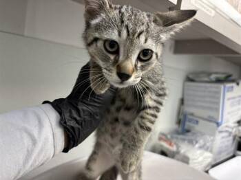 BRAVE -  Domestic Short Hair Cat for Adoption in Antioch, California - BRAVE | PetCurious
