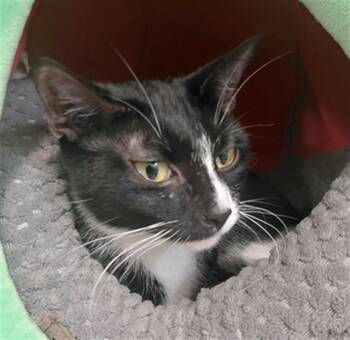 MILA -  Domestic Short Hair Cat for Adoption in Houston, Texas - MILA | PetCurious