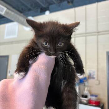 Domestic Short Hair Cats Available for Adoption in Huntington, West Virginia - Maeve | PetCurious