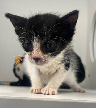 26-297 Tootie -  Domestic Short Hair Cat for Adoption in Tarboro, North Carolina - 26-297 Tootie | PetCurious
