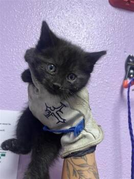 Domestic Short Hair Cats Available for Adoption in El Paso, Texas - 60953476 | PetCurious